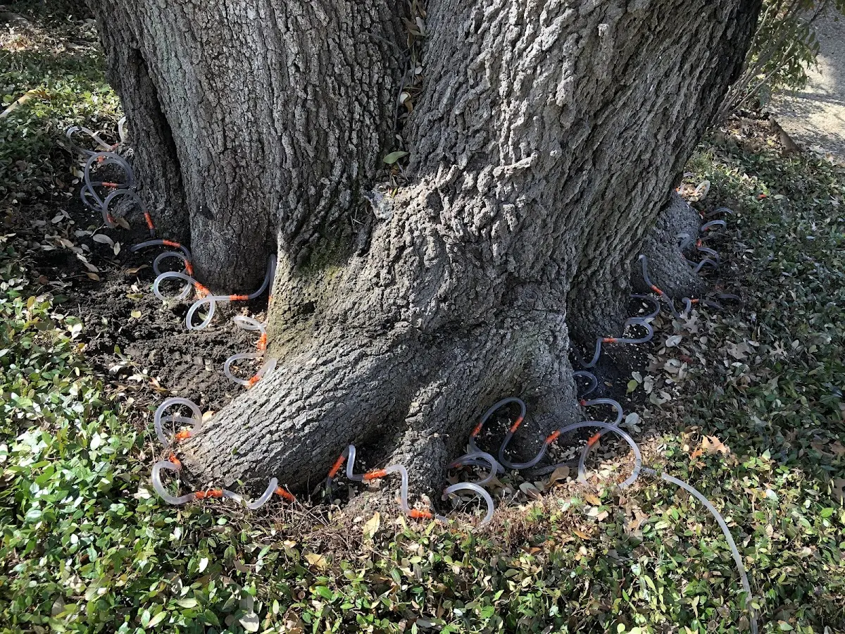 Detailed Tree Cabling and Bracing job site in Appomattox